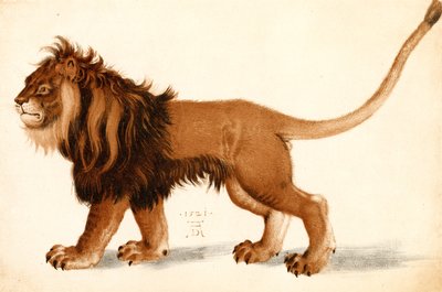 Undersøgelse af en løve af Albrecht Dürer