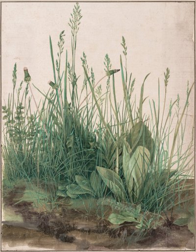Det store stykke græstørv, 1503 af Albrecht Dürer