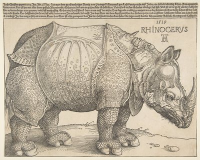 Næsehornet.n.d. af Albrecht Dürer
