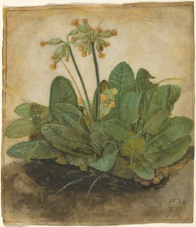 Tut af kobeklædninger af Albrecht Dürer