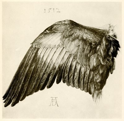 Vinge af en blå rulle af Albrecht Dürer