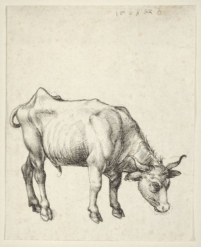 Ung Tyr af Albrecht Dürer