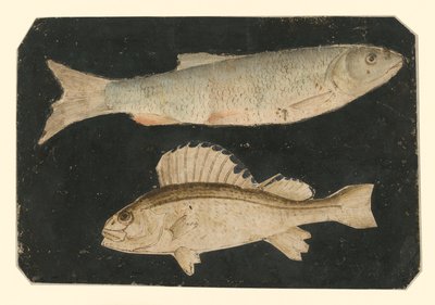 To fisk over hinanden (ørred og Knorrfisk) af Albrecht Dürer