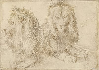 To liggende løver. 1521 af Albrecht Dürer
