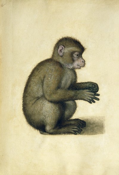 En abe (akvarel og gouache på papir) af Albrecht Dürer