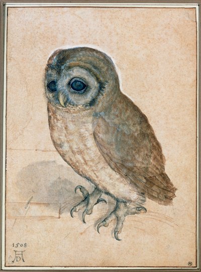 Kaeuzchen - Den lille ugle af Albrecht Dürer or Duerer
