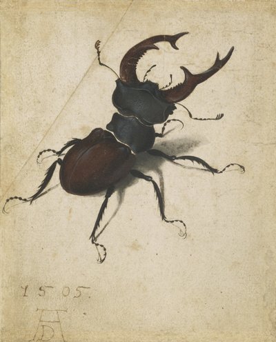 Hjortebille af Albrecht Dürer