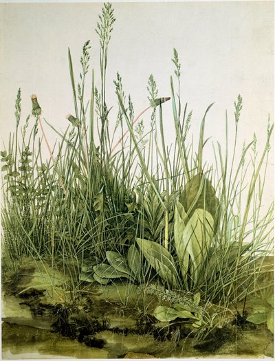 Snavset med vilde urter Akvarel af Albrecht Durer (1471-1528) 1503 Dim. 41x31,5 cm Grafik Sammlung Albertina af Albrecht Dürer