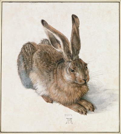 Ung hare af Albrecht Dürer or Duerer