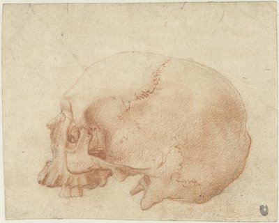 Studie af et kranie af Alessandro Allori
