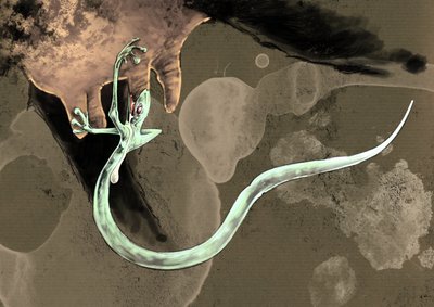 Fantastiske monstre og væsner, kryptozoologi: repræsentation af en tatzelorm (eller orm en poter eller arassas) Tegning af Alessandro Lonati, 2012 af Alessandro Lonati