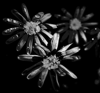 Triple star, 2019, (fotografi) af Alex Caminker
