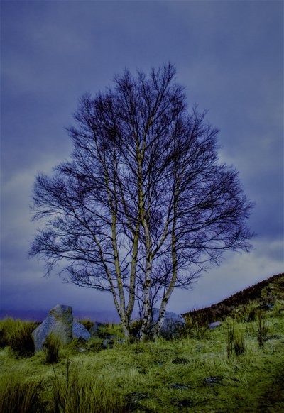 Tofarvet landskab, 2019, (fotografi) af Alex Caminker