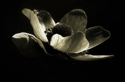 Uden titel, 2019, (fotografi) af Alex Caminker