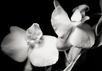ambition, 2019, (fotografi) af Alex Caminker
