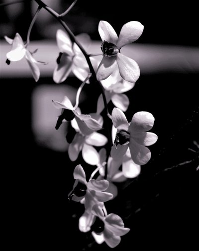 flok, 2019, (fotografi) af Alex Caminker
