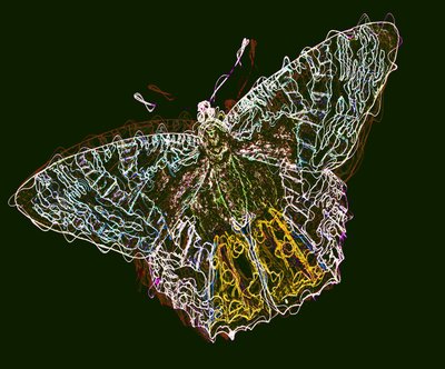 sommerfugl 6,2020,(blandet medier) af Alex Caminker