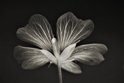 klarhed, 2019, (fotografi) af Alex Caminker