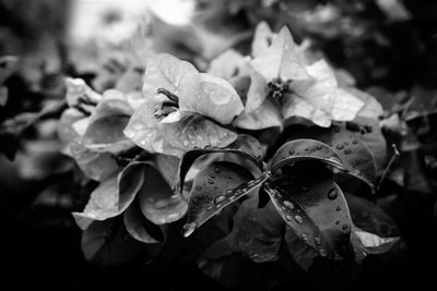 klynge, 2019, (fotografi) af Alex Caminker