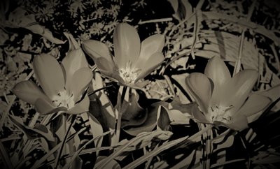 familie, 2019, (fotografi) af Alex Caminker