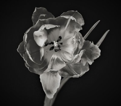 blomstens geometri, 2019, (fotografi) af Alex Caminker