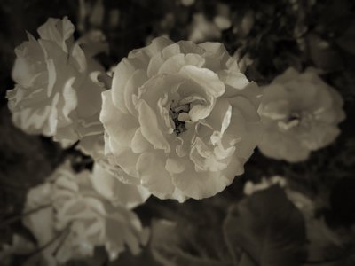 gruppe, 2019, (fotografi) af Alex Caminker