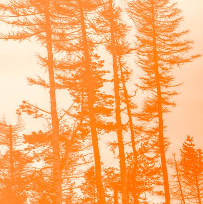 hvis træerne var orange, 2019, (collage) af Alex Caminker