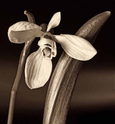 naturens komposition, 2019, (fotografi) af Alex Caminker