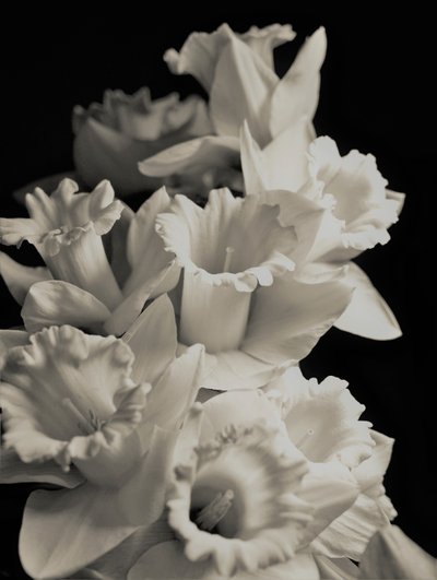 orkester, 2019, (fotografi) af Alex Caminker