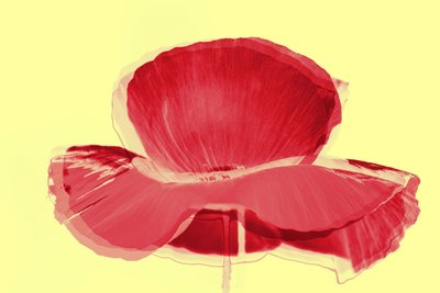 rød tulipan, 2019, (blandet medier) af Alex Caminker