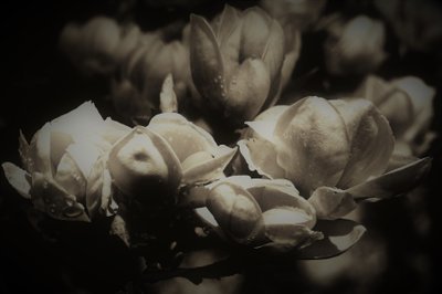 hemmelig anatomi, 2019, (fotografi) af Alex Caminker