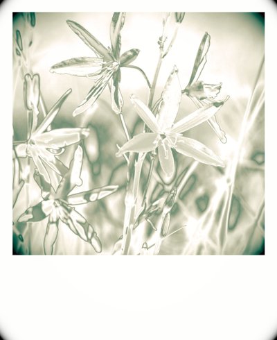 sølvplanter, 2019, (fotografi) af Alex Caminker