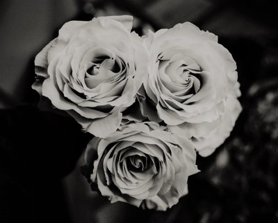 tre roser, 2019, (fotografi) af Alex Caminker