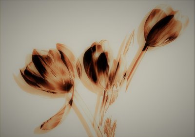 tulipaner, 2019, (blandet medier) af Alex Caminker