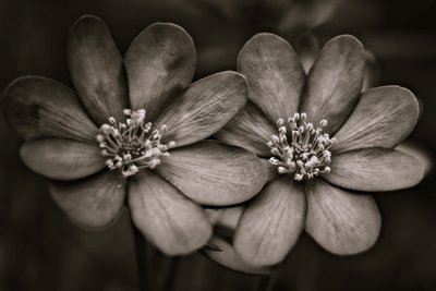 tvillinger, 2019, (fotografi) af Alex Caminker