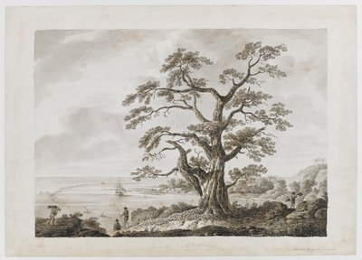 Tilføje. 15508, nr.4, Tree on the Tree Hill, Otaheite, fra 