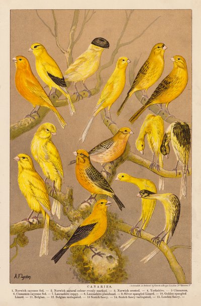 Kanariefugle (chromolitho) af Alexander Francis (after) Lydon