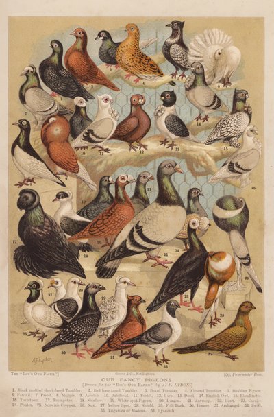 Duer (chromolitho) af Alexander Francis (after) Lydon