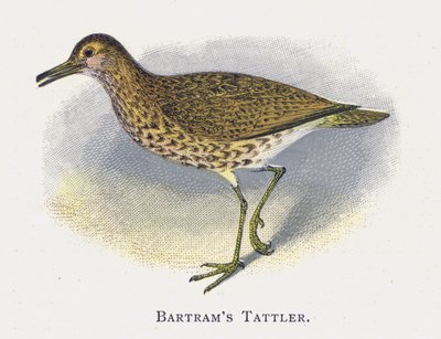 Batrams Tattler af Alexander Francis Lydon