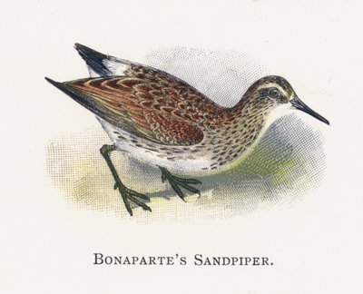 Bonapartes Sandpiper af Alexander Francis Lydon