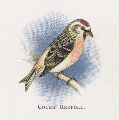 Coues Redpoll af Alexander Francis Lydon