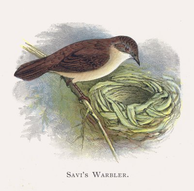 Savis Warbler af Alexander Francis Lydon