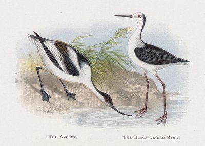 The Avocet, The Black-winged Stilt af Alexander Francis Lydon