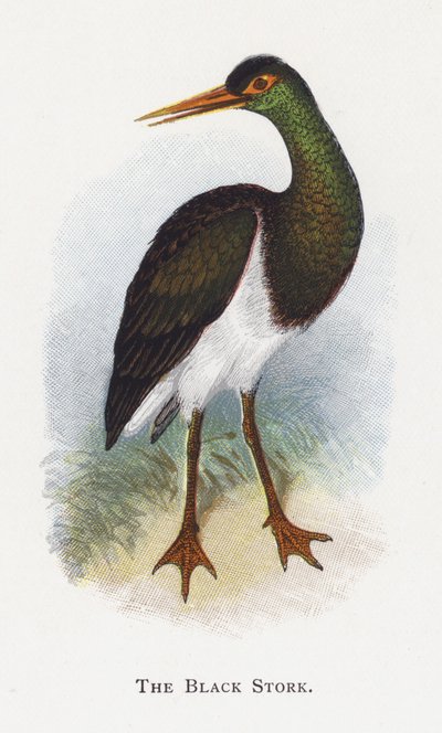 Den sorte stork af Alexander Francis Lydon