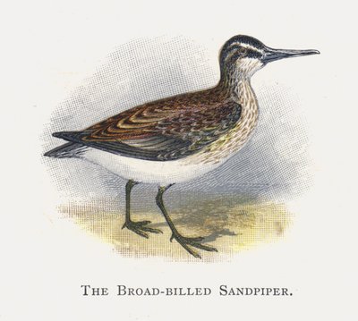 Brednæbbet Sandpiper af Alexander Francis Lydon