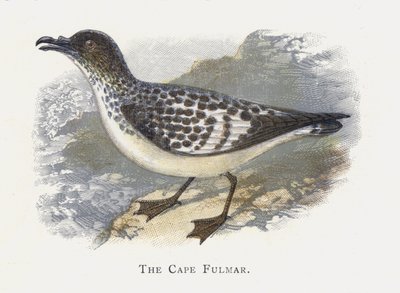 Kap fulmaren af Alexander Francis Lydon