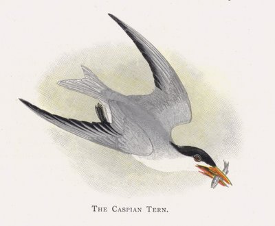 Den kaspiske tern af Alexander Francis Lydon