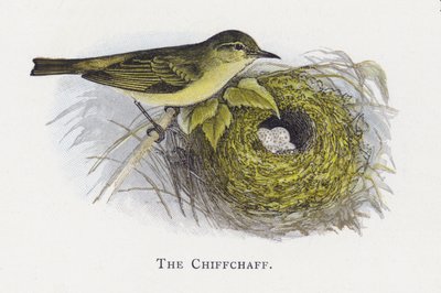 Chiffchaffen af Alexander Francis Lydon