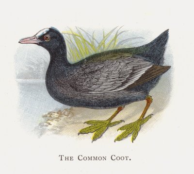 Den almindelige hønsehøne af Alexander Francis Lydon