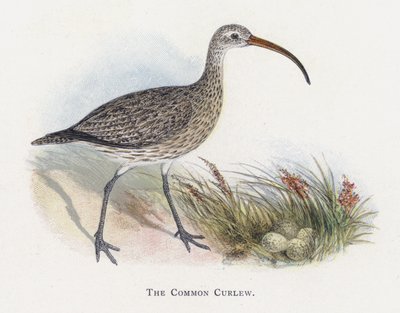 Den almindelige Curlew af Alexander Francis Lydon